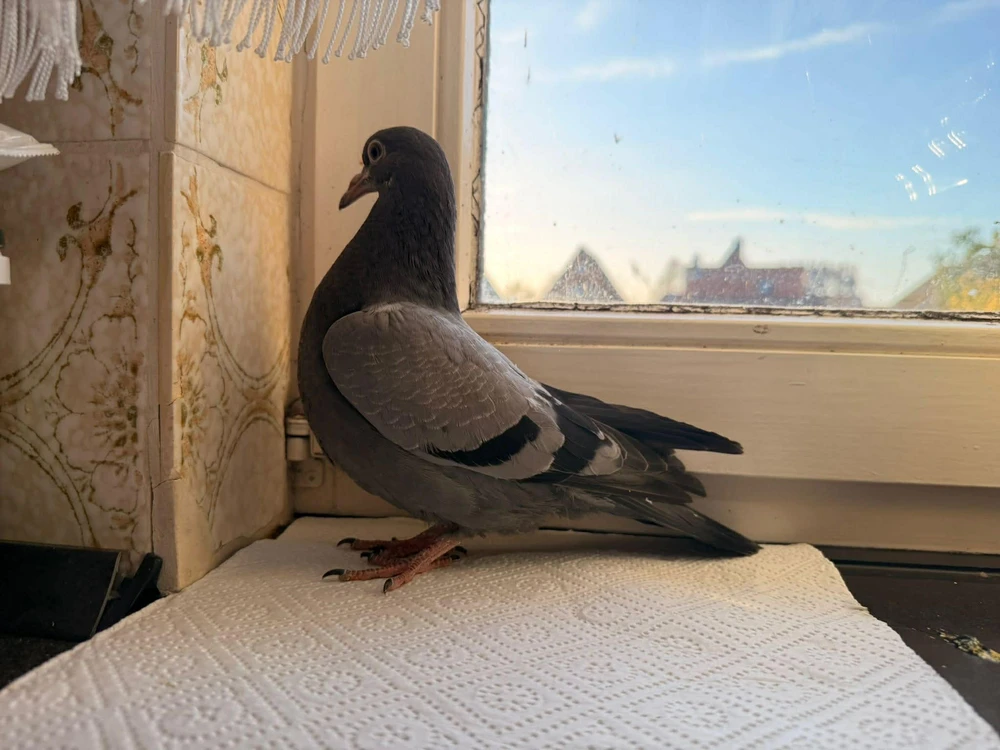 Image uploaded by Basti