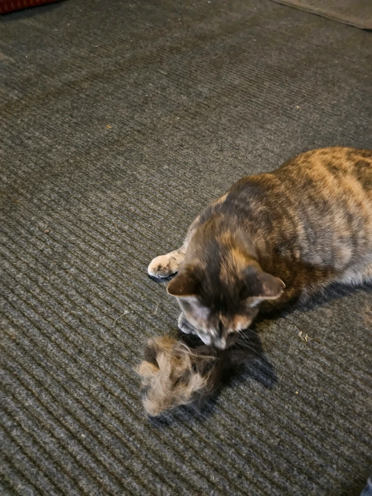 Billede uploadet af Chad