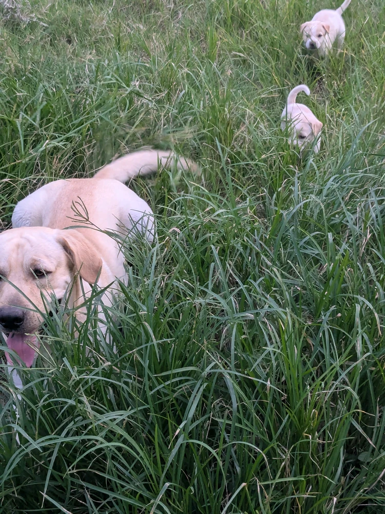 GIF uploaded by Beardo