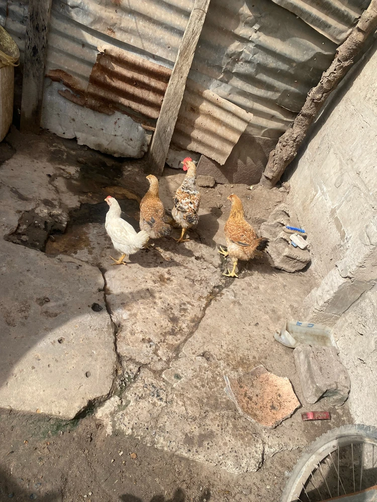 Image uploaded by Musa Tamba