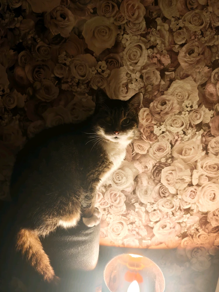 GIF hochgeladen von Tjay