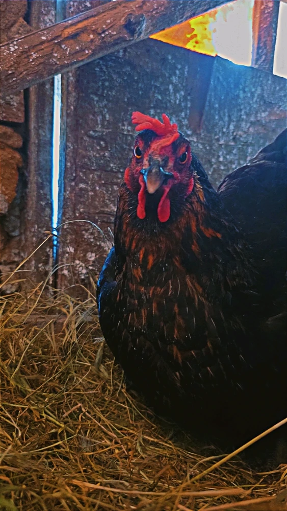GIF uploaded by Zdravko