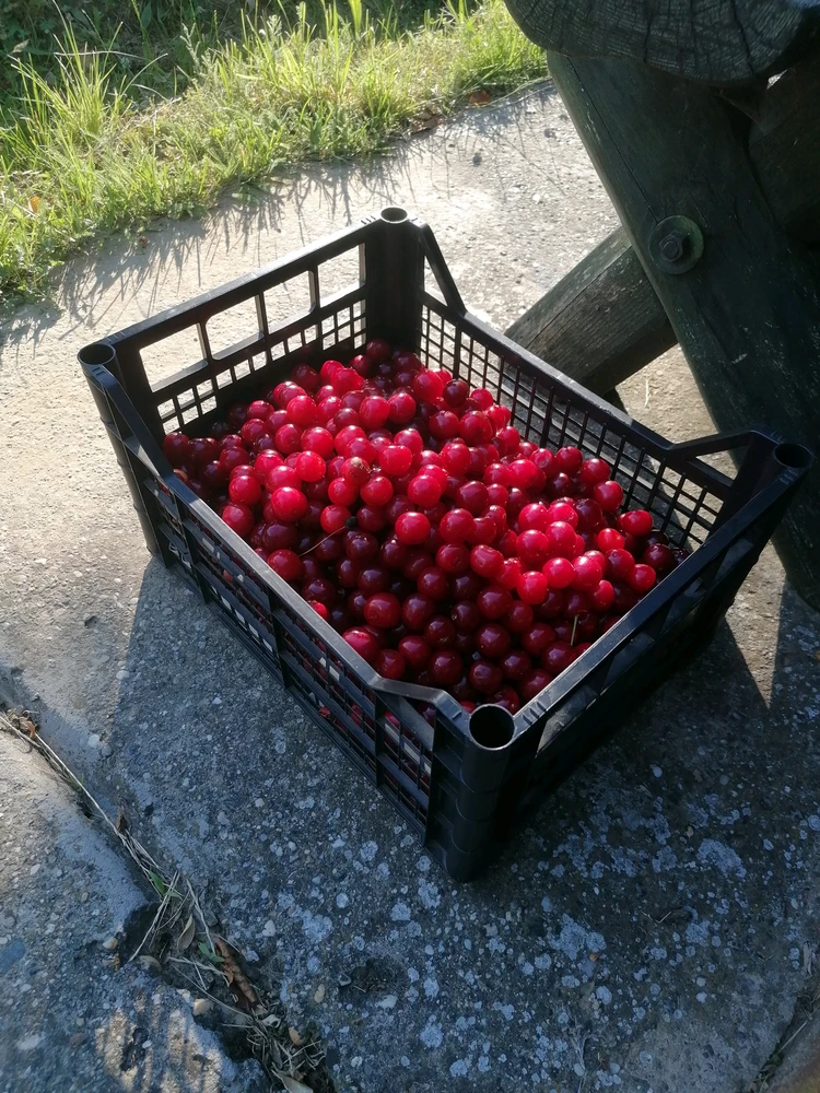 Image uploaded by Szabolcs