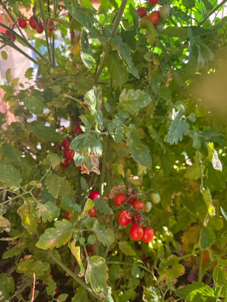 Image uploaded by AJ