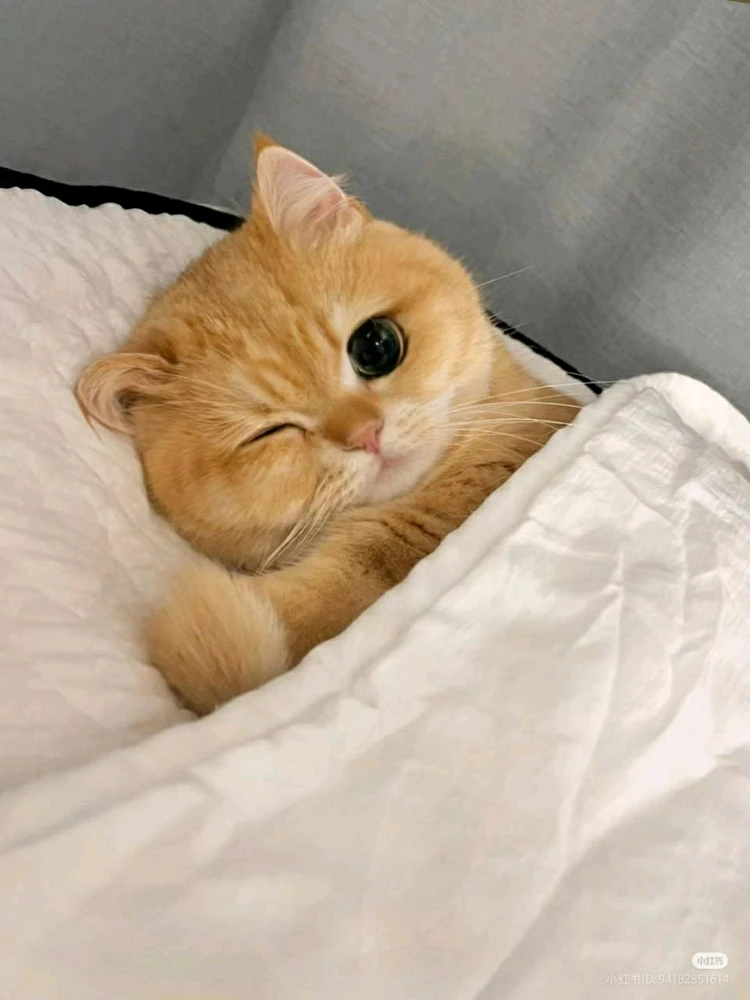 GIF uploaded by SunloverKitty