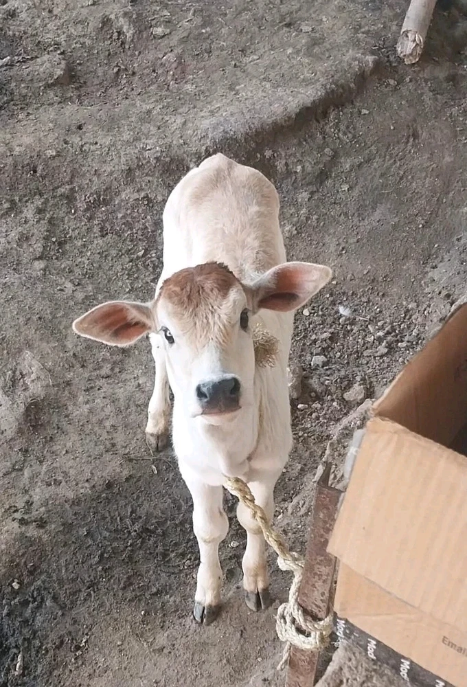 GIF uploaded by Sumit