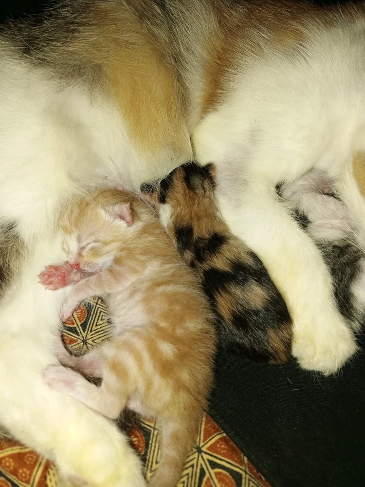 Image uploaded by wulan