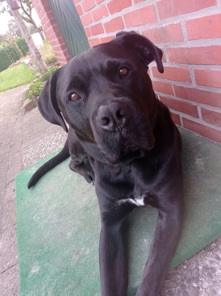 Bild hochgeladen von Buddy