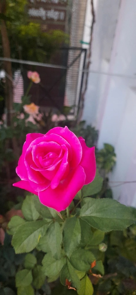 GIF uploaded by Rajesh Seth