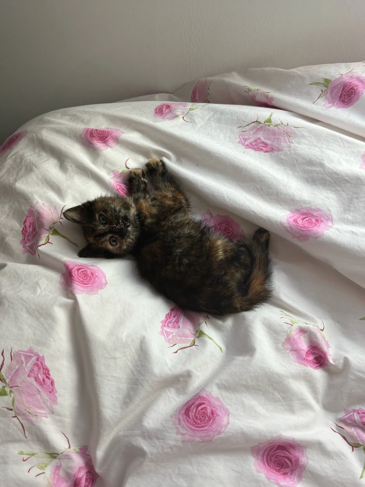 Image uploaded by Noshi