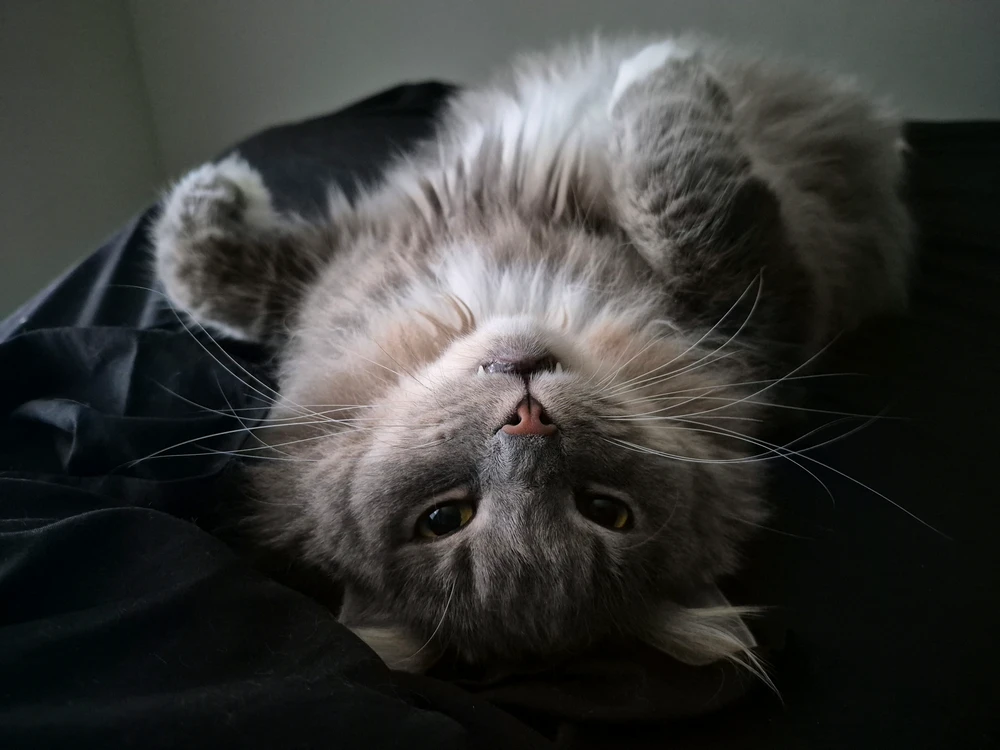 GIF uploaded by Camacho