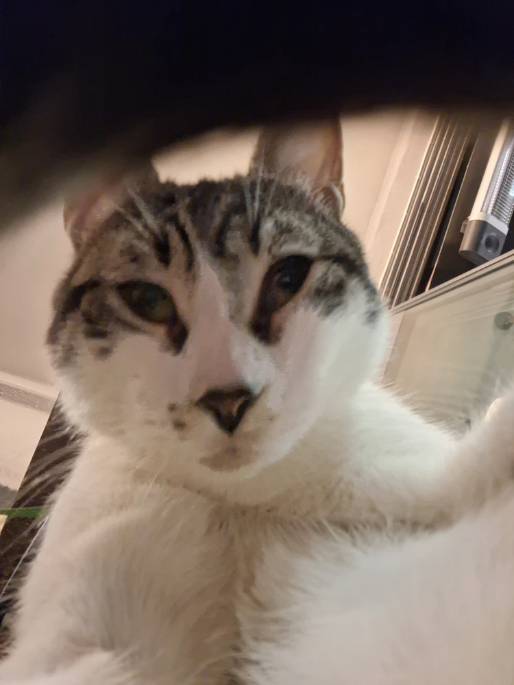 Image uploaded by alp
