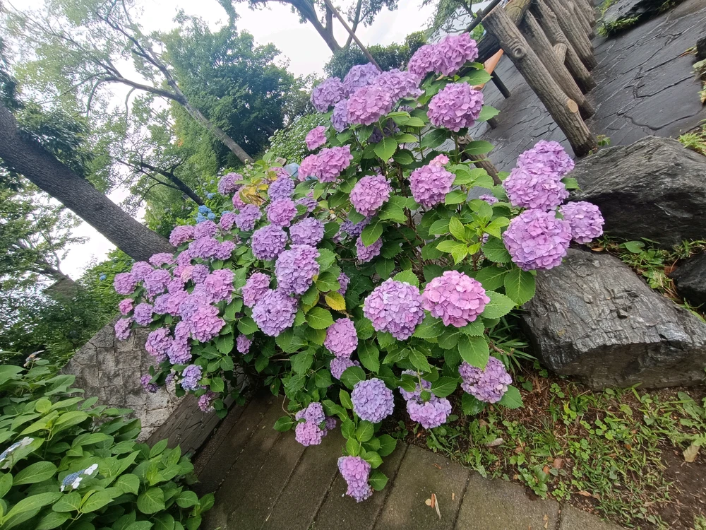Image uploaded by Carlos カルロス