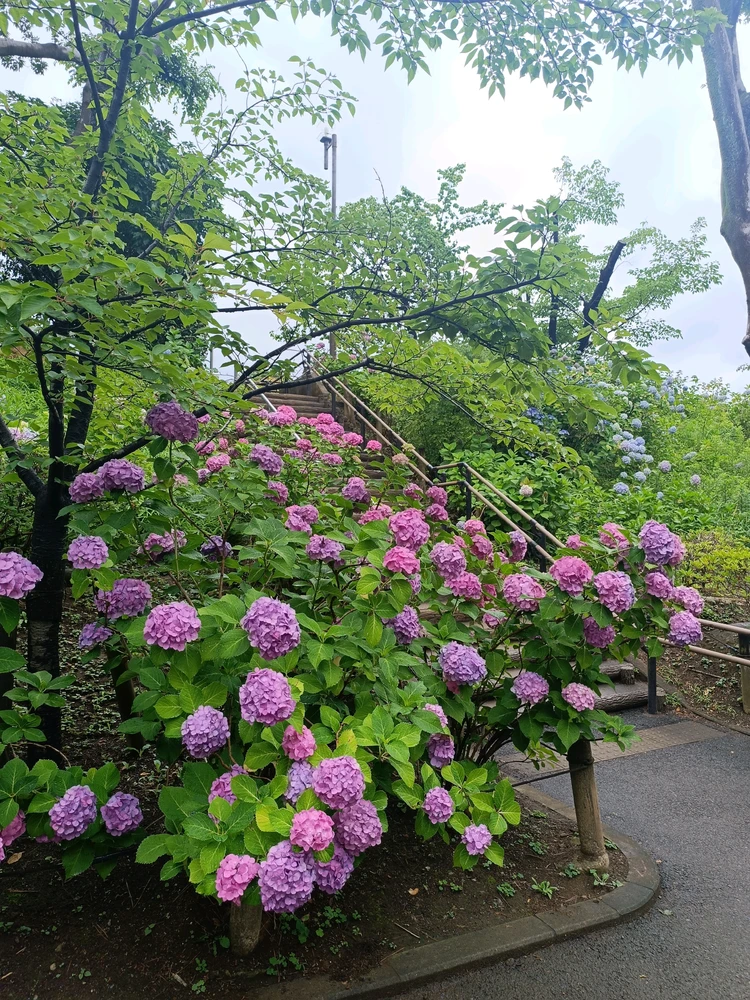 Image uploaded by Carlos カルロス