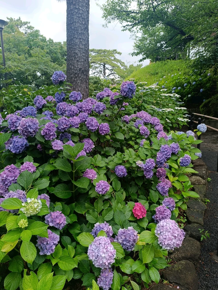 Image uploaded by Carlos カルロス