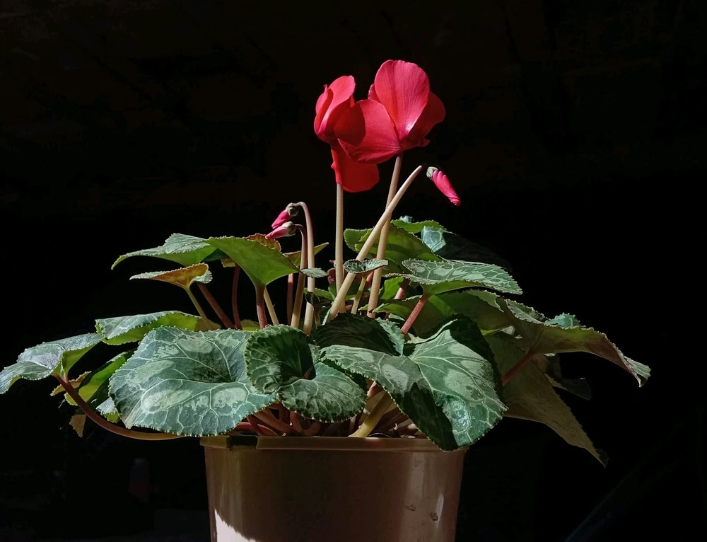 GIF uploaded by LadyG