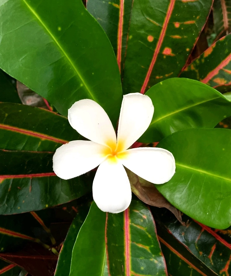 Image uploaded by Love