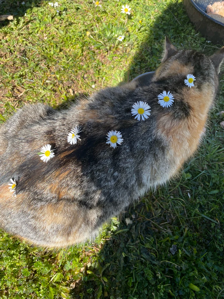 GIF uploaded by Chrysi