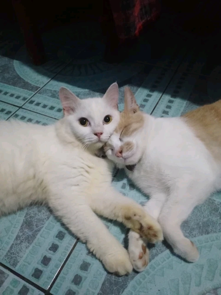 GIF uploaded by Olif