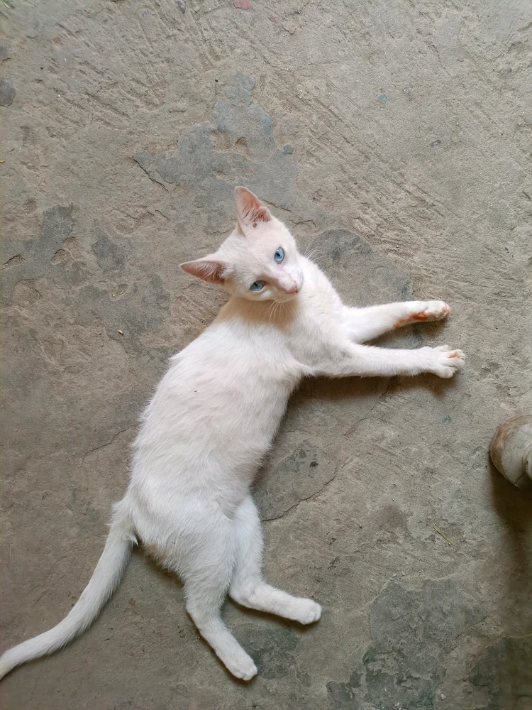 GIF uploaded by Zahaab Rasheed