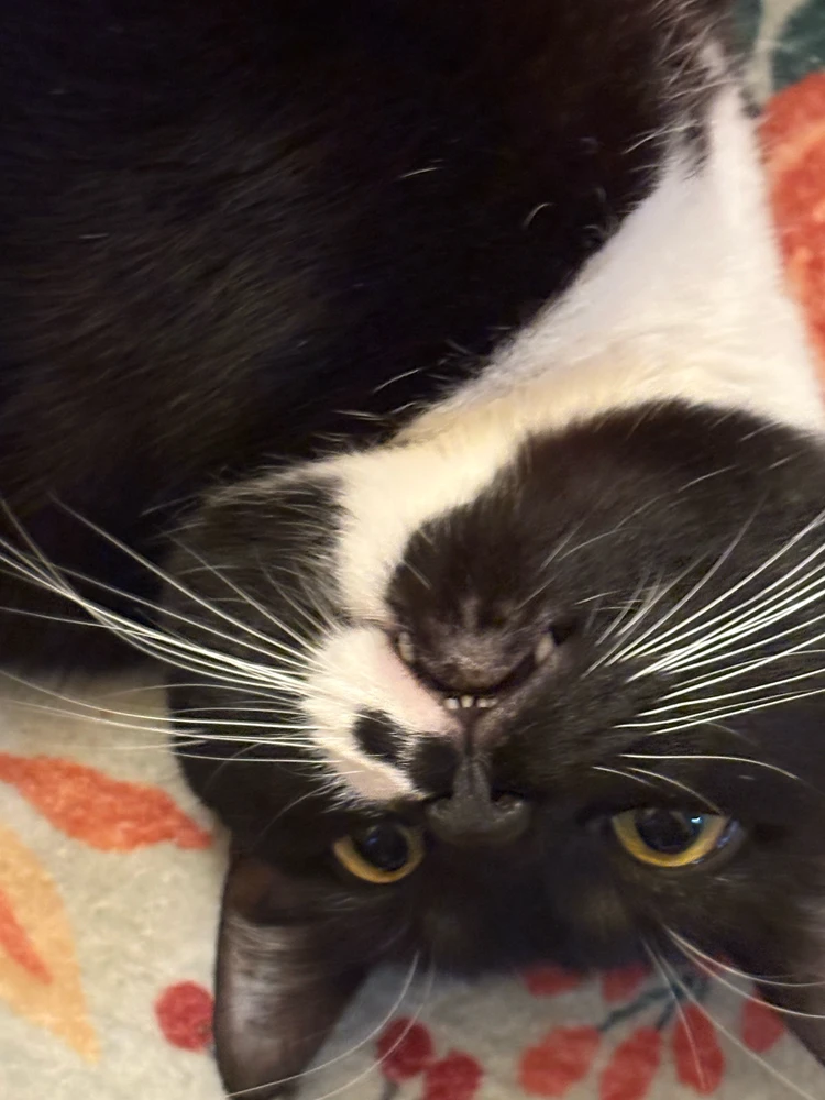 GIF uploaded by Allie