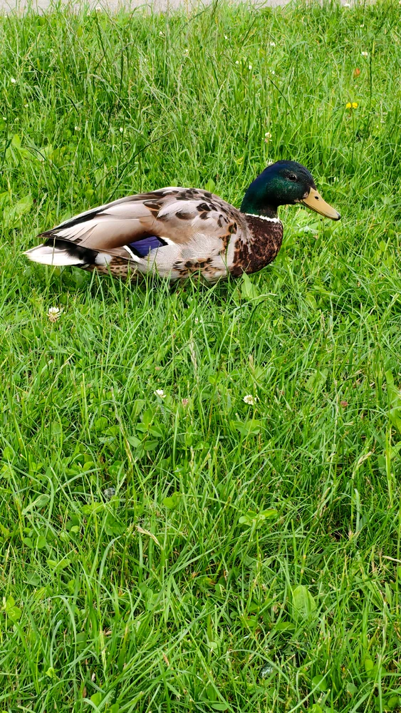 GIF uploaded by MantasChan