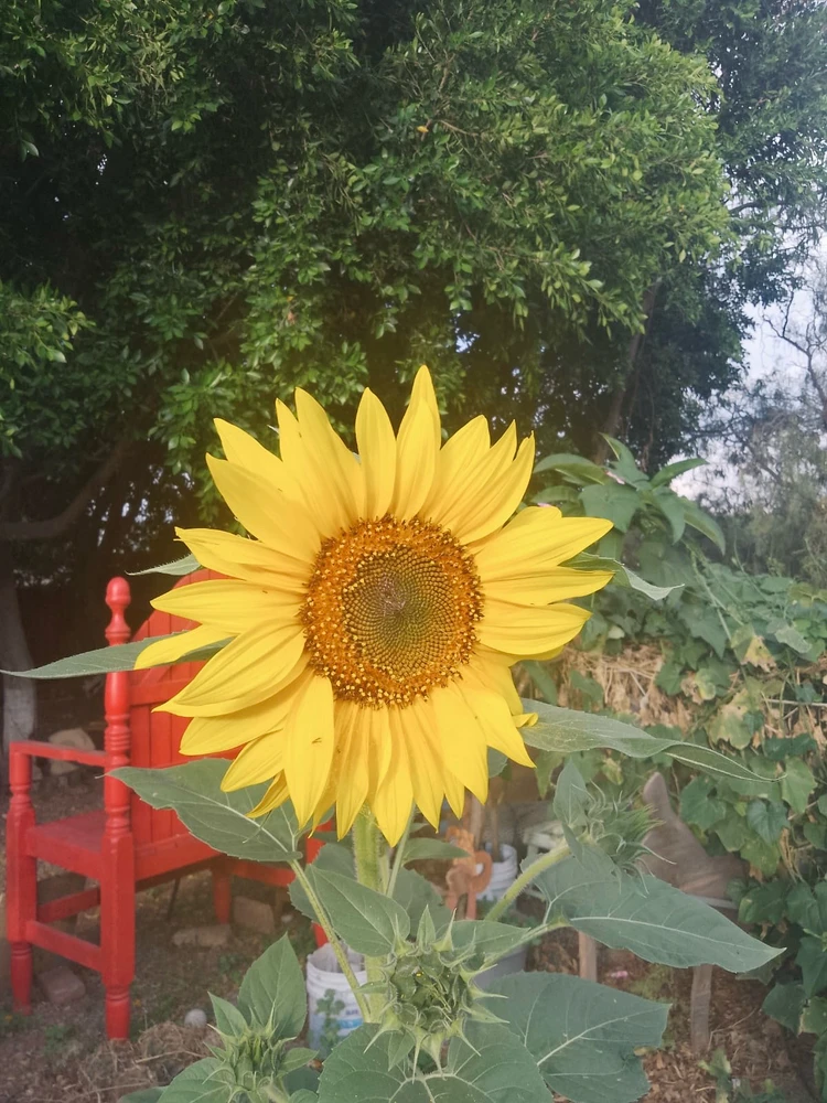 تصویر Karla Liliana کی طرف سے اپ لوڈ کی گئی