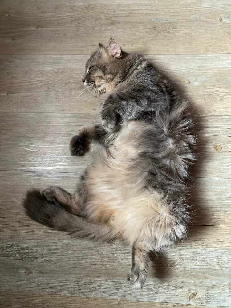 GIF uploaded by Mademoiselle Amy