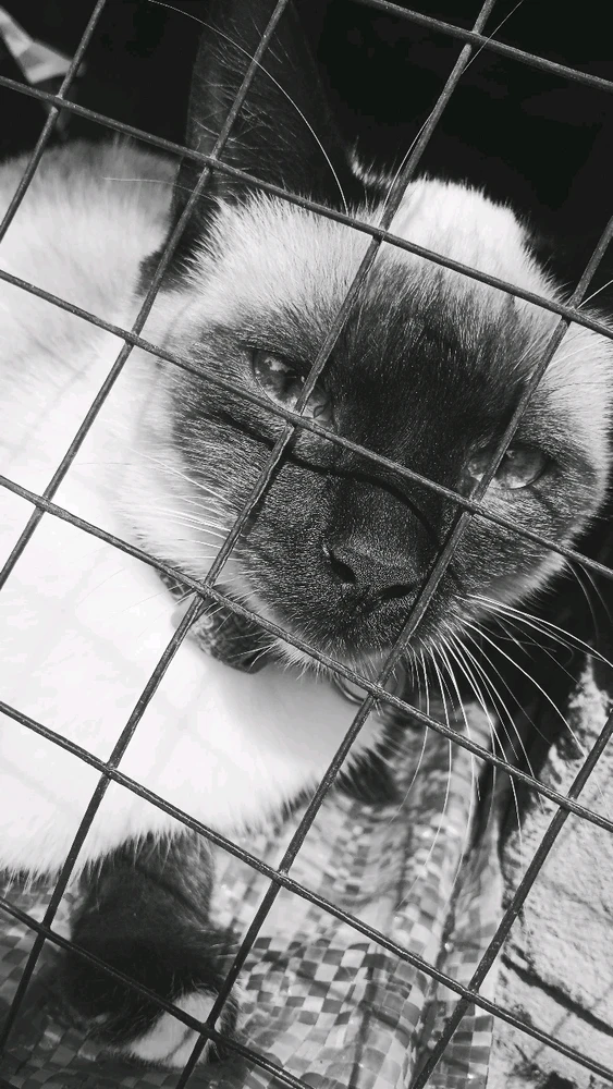 Liz上传的GIF