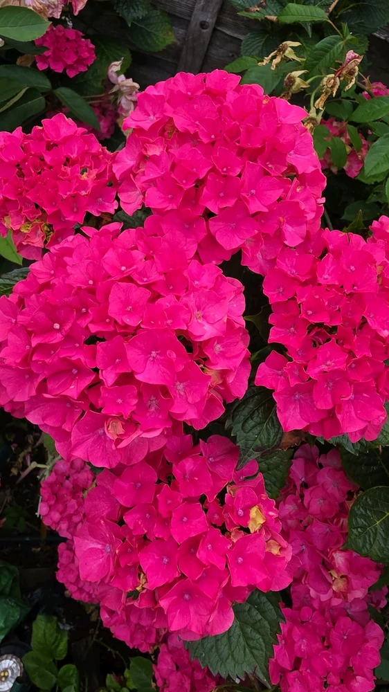 GIF uploaded by 《🌹.::Lenöré::.🌹》