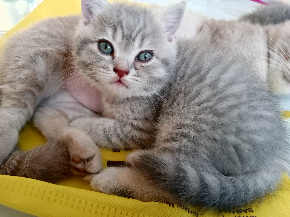 GIF uploaded by zii