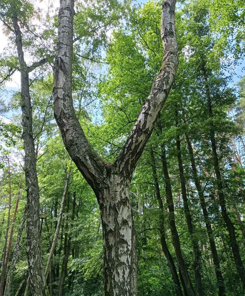 Zdjęcie dodane przez MishaKa