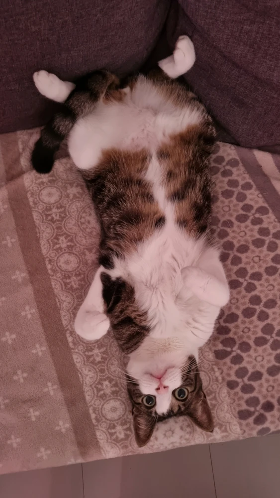 GIF uploaded by Polly