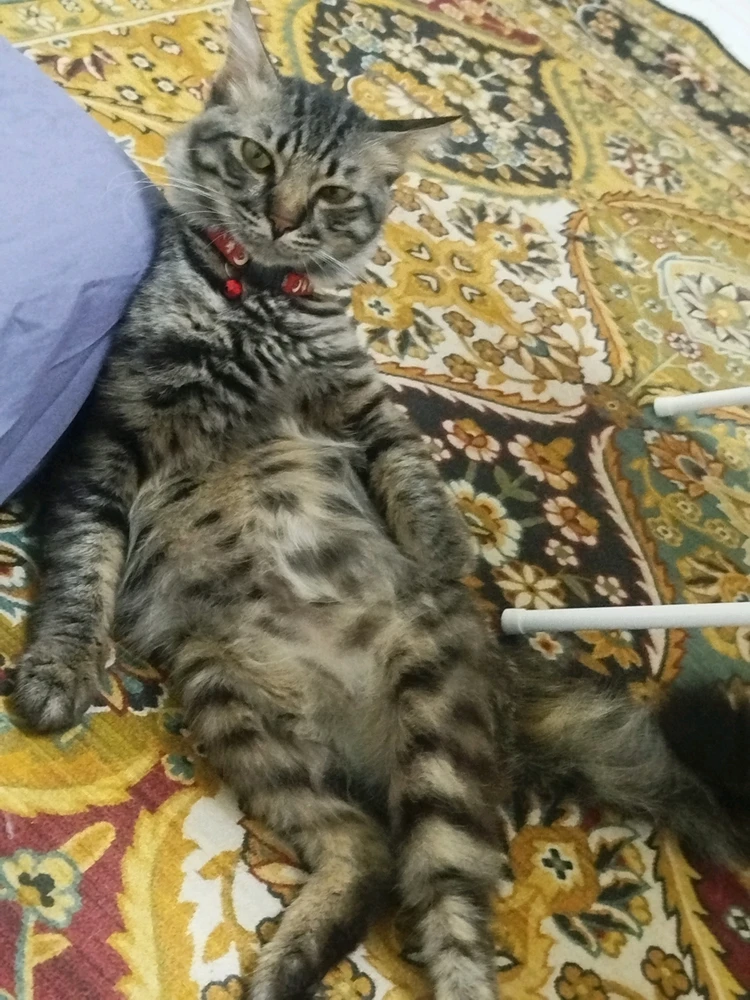 GIF uploaded by Diren