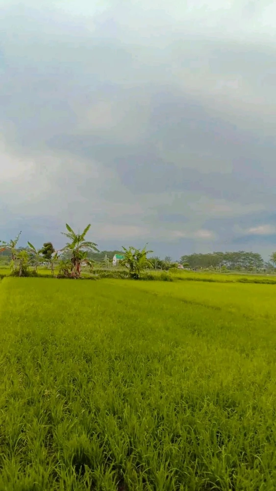 GIF загрузил risnaa