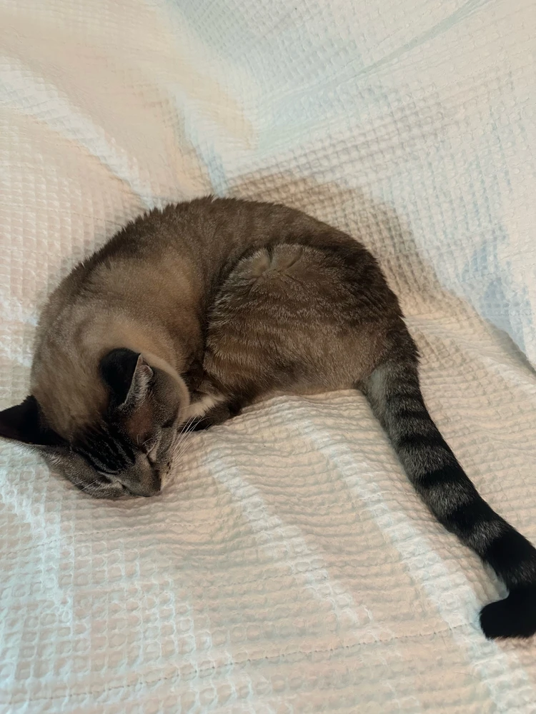 GIF uploaded by Cynthia