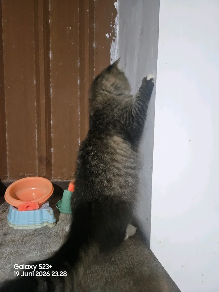 GIF gi-upload ni Jani