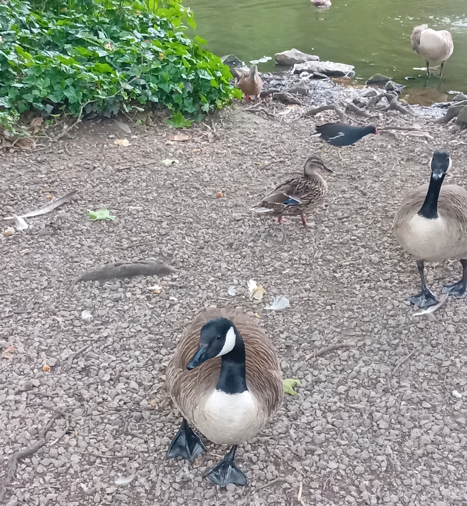 GIF uploaded by Saff