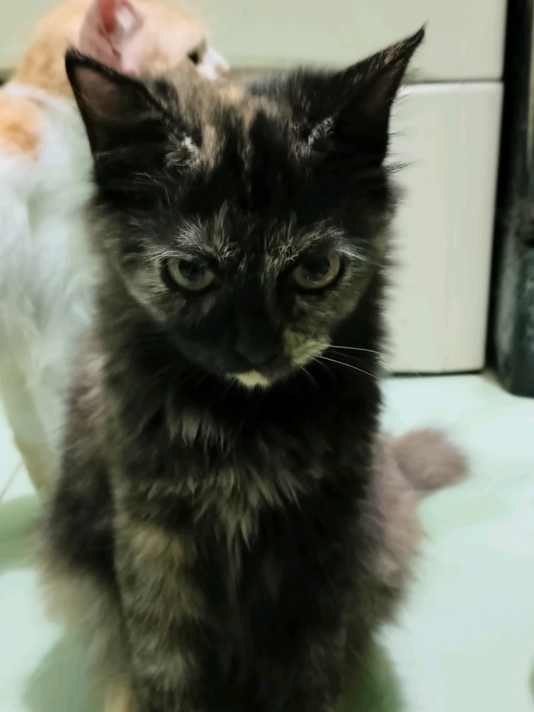 GIF uploaded by CheeKy ORyZa