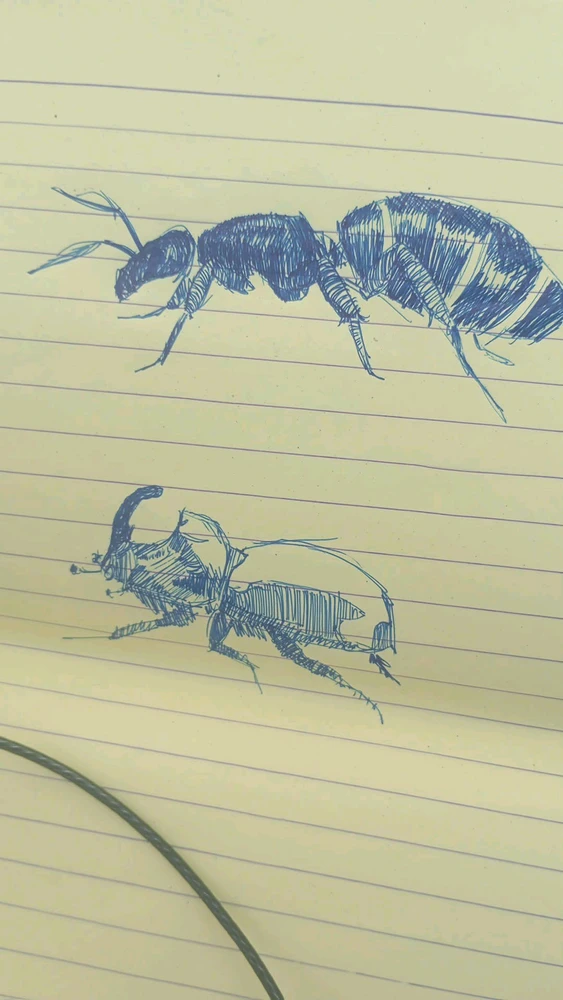 The ant is a common black ant and the bettle is a rhinoceros palm Beatle