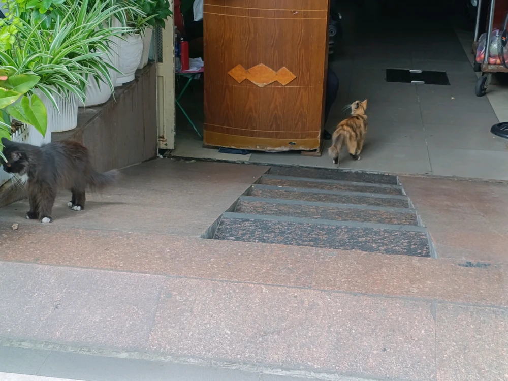 Imej dimuat naik oleh Minami Zume