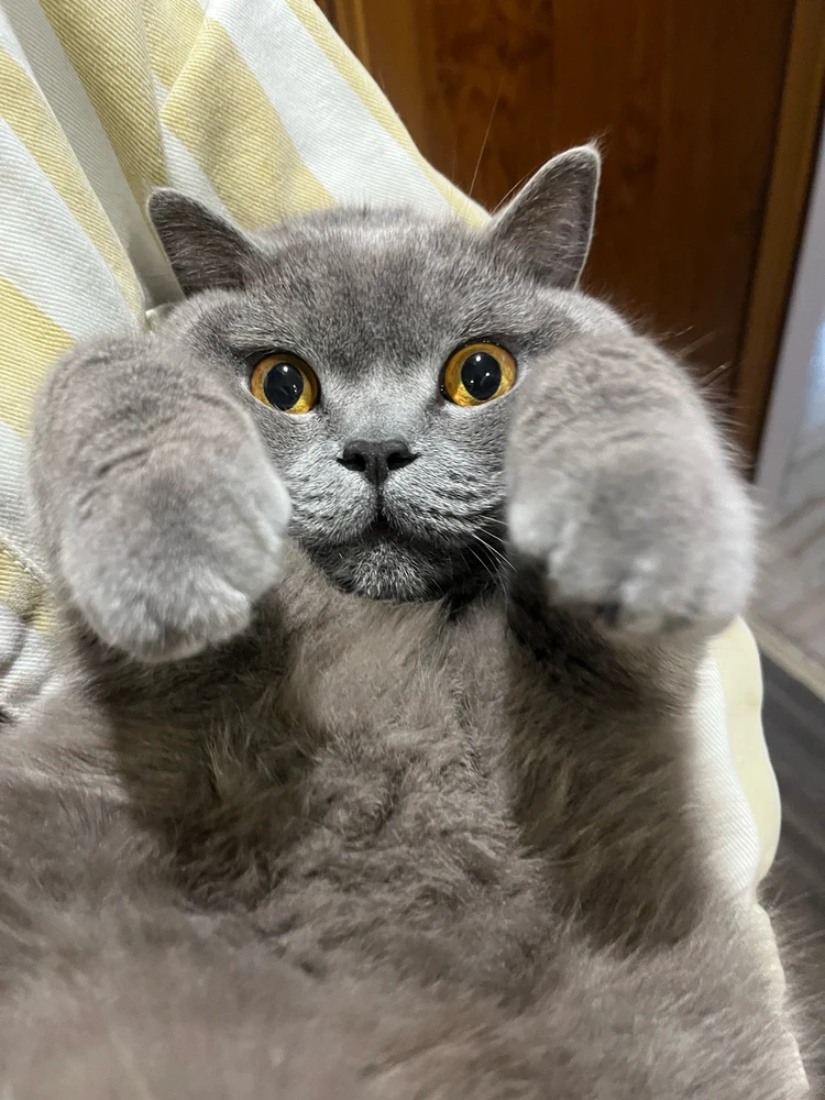 GIF diunggah oleh Никола