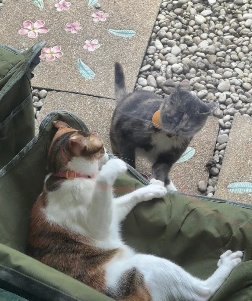 GIF uploaded by Pat♡
