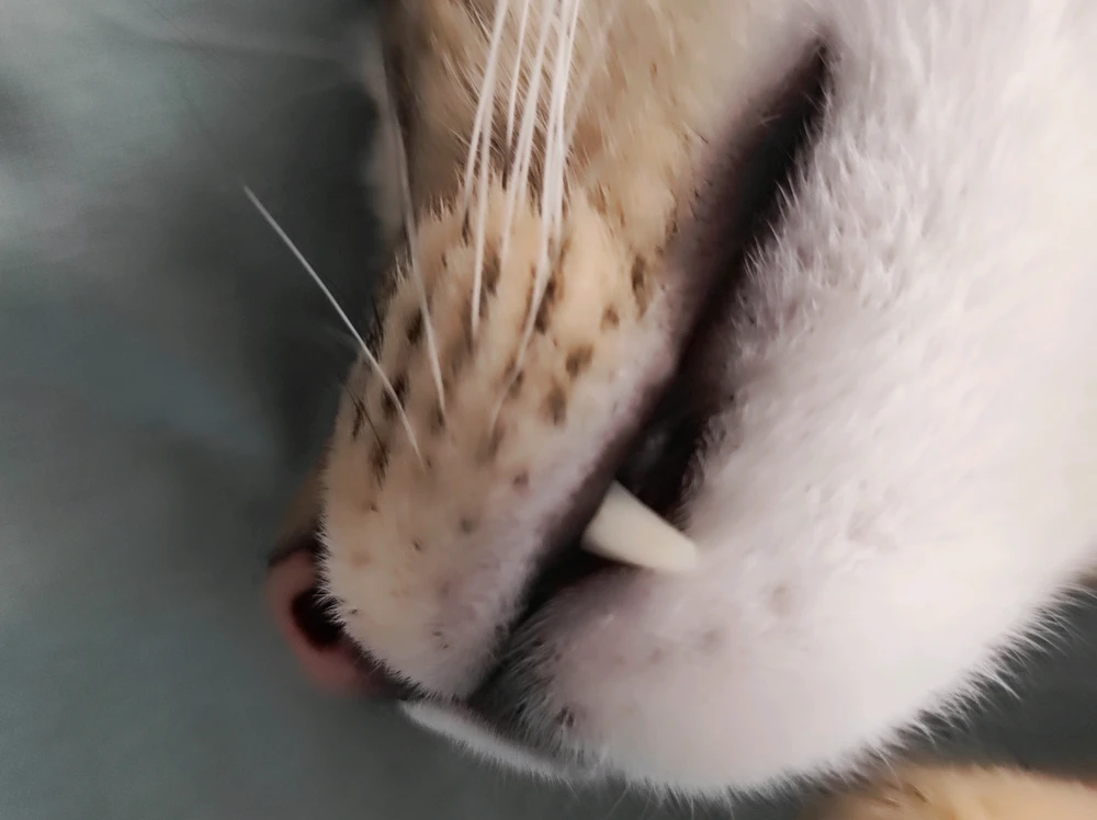 Kyle上传的GIF