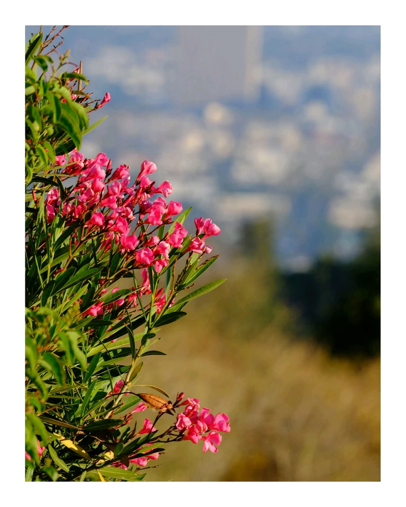 تصویر آپلود شده توسط William