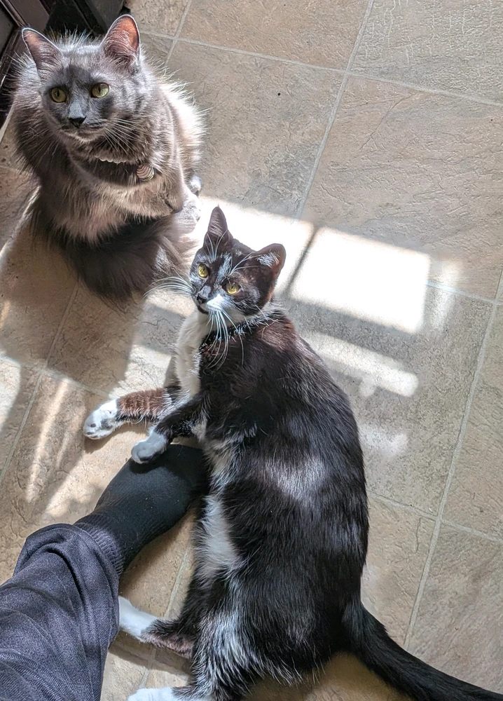 Гіфку завантажив kitty