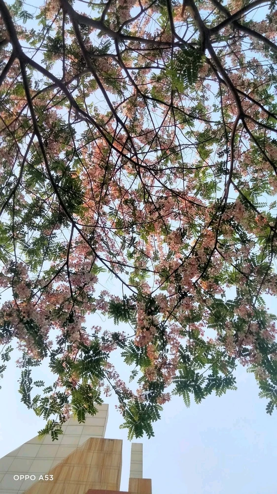 Random Shots