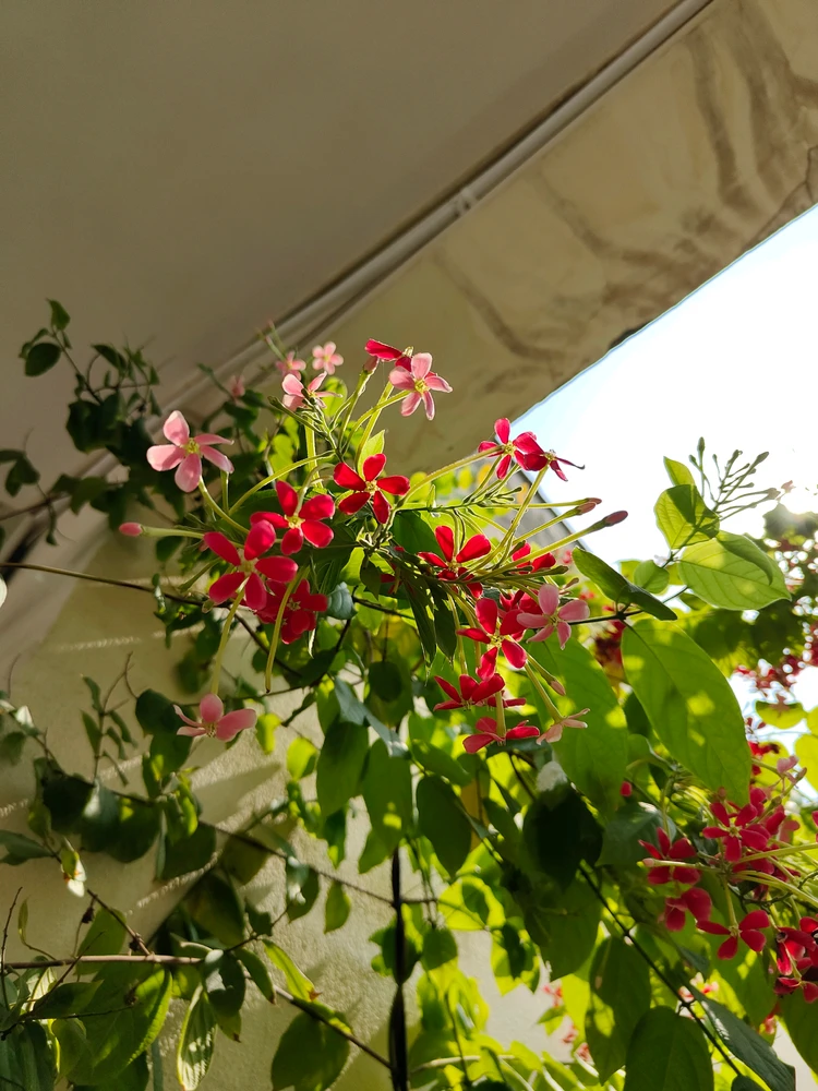 Image uploaded by Rayy