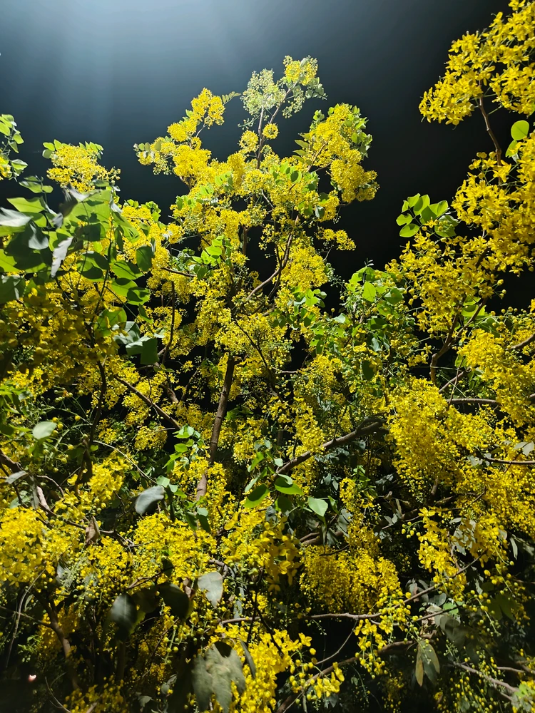 Image uploaded by Rayy