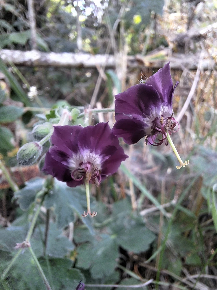 Image uploaded by Pavle Pešić